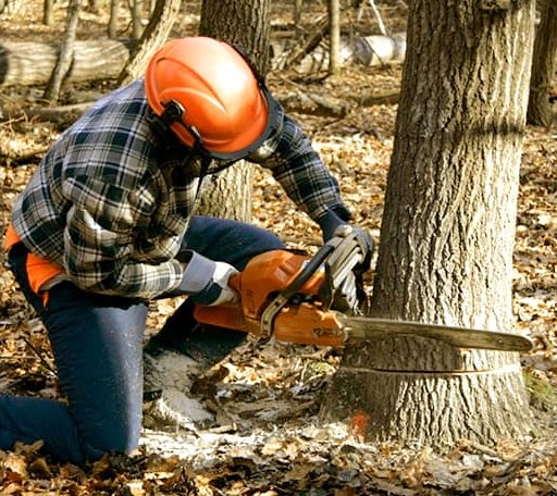 Tree Removal in Bradley, OK